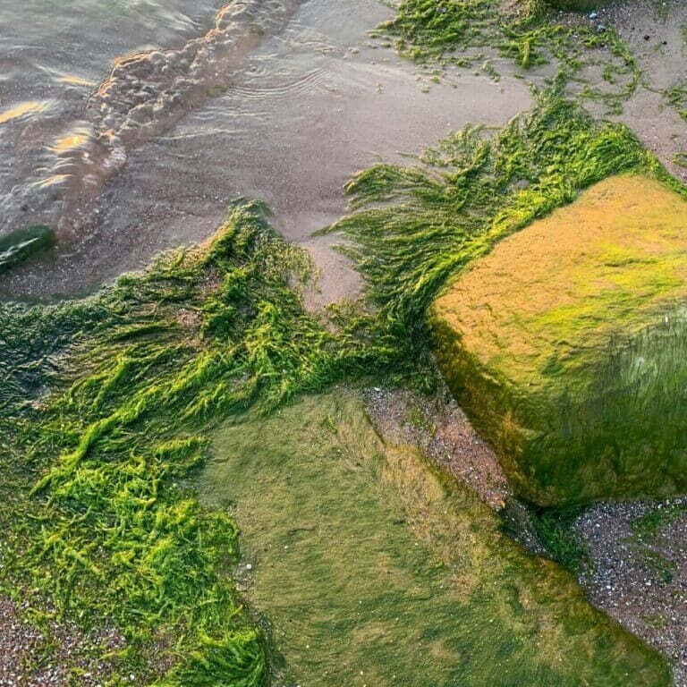 in depth look aquatic algaecides