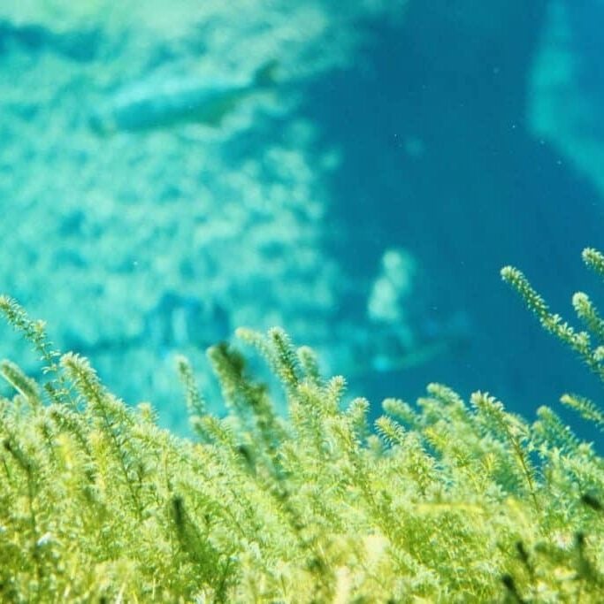 in depth look aquatic herbicides