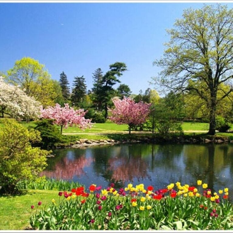 Pond with tulips in foreground and blooming trees on side and in background