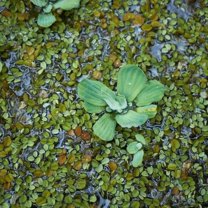 Water lettuce and Salvinia on top of a pond
