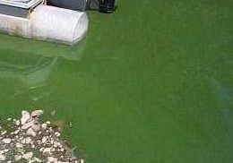 Planktonic algae around a boat.