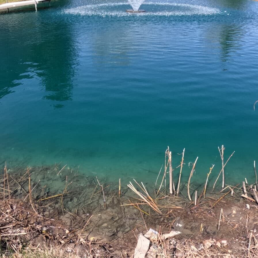 Lake Restoration Dye in a pond with shallow to deep water.