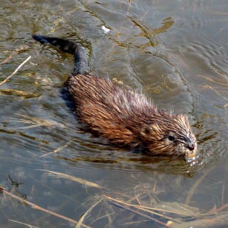 pond predators Muskrat swimming in water that has weeds in it