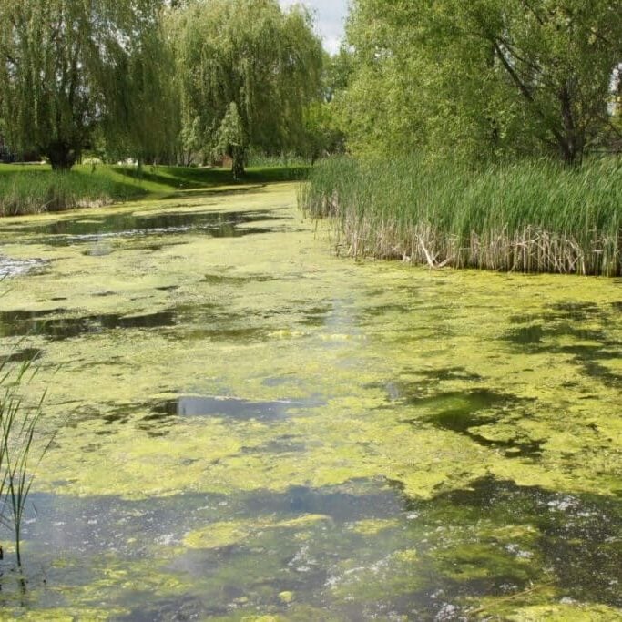Pond nearly covered in algae