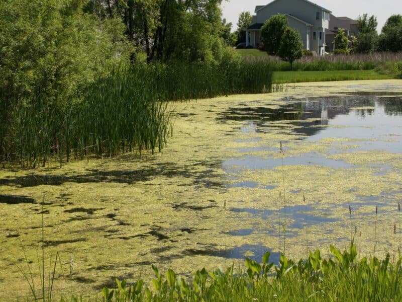 Algae floating on pond with weeds around edges