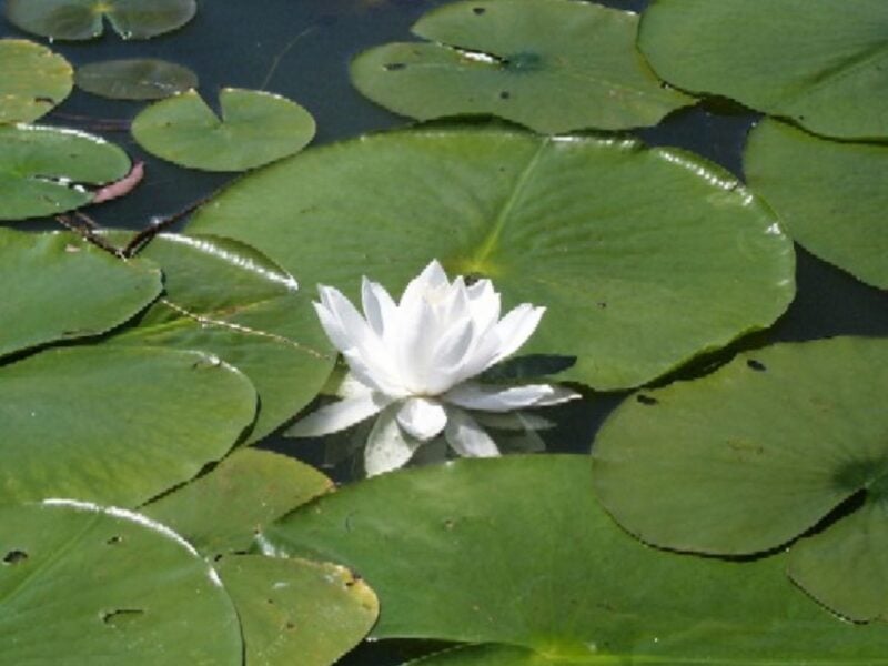 Multiple water lily leaves on water with one white flower in center