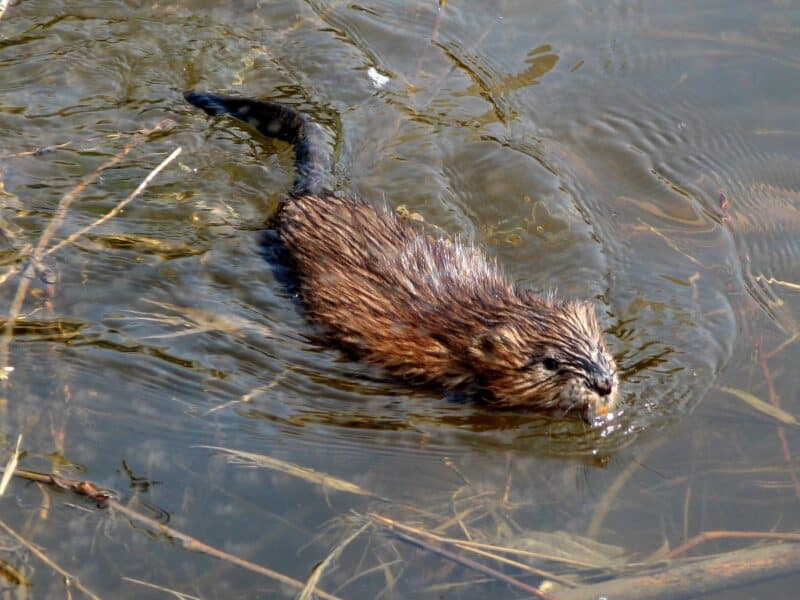 Muskrat swimming in water that has weeds in it