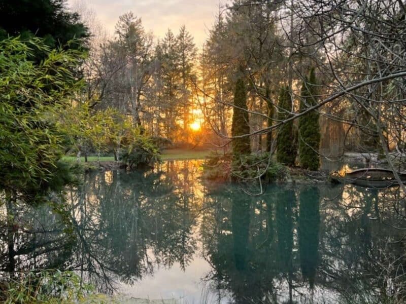 Dyed pond in fall with bare tree in foreground and sunset in back