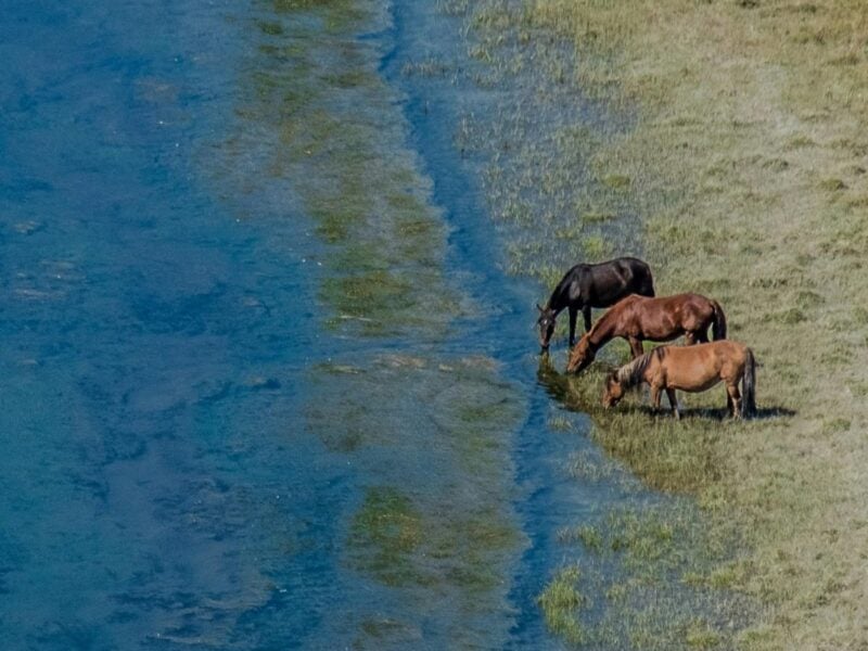 Three horses drinking from water's edge that has weeds and algae growing