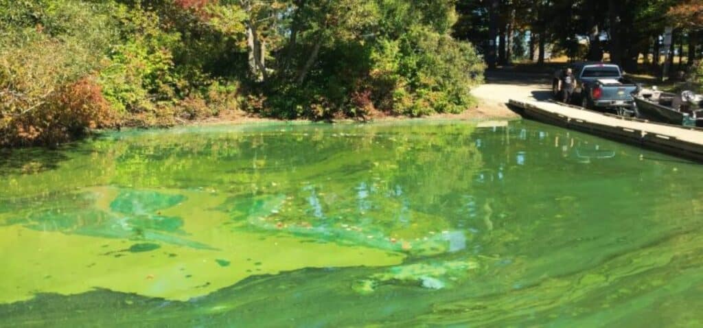 Green algae swirling on top of the water and throughout water column