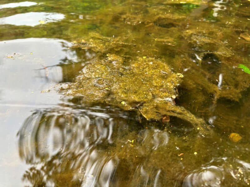 Clump of filamentous algae at the top of the water, other below